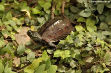 Chinesische Dreikielschildkröte (Mauremys reevesii) im Garten der Schmetterlinge im Schlosspark von Sayn