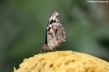 Scheinschillerfalter (Myscelia cyaniris) im Garten der Schmetterlinge im Schlosspark von Sayn