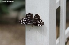 Scheinschillerfalter (Myscelia cyaniris) im Garten der Schmetterlinge, Sayn