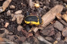 Südafrikanischer Fruchtkäfer (Pachnoda sinuata)  im Garten der Schmetterlinge im Schlosspark von Sayn