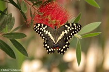 Karierter Schwalbenschwanz (Papilio demoleus) im Garten der Schmetterlinge im Schlosspark von Sayn