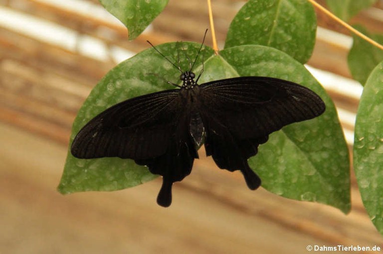 Papilio memnon