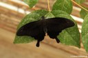 Papilio memnon