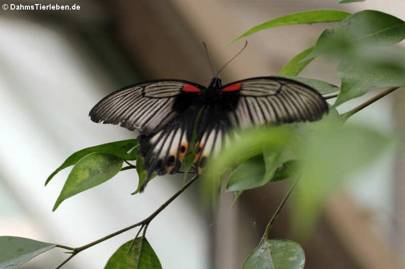 Großer Mormon (Papilio memnon)