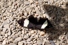 Silberfleck-Blattfalter (Hypna clytemnestra) im Garten der Schmetterlingeim Schlosspark von Sayn