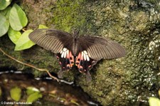 Kleiner Mormon (Papilio polytes) im Garten der Schmetterlinge im Schlosspark von Sayn