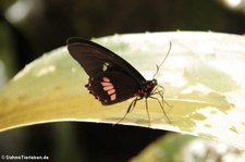 Rotes Herz (Parides iphidamas) im Garten der Schmetterlinge im Schlosspark von Sayn