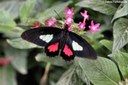 Parides iphidamas