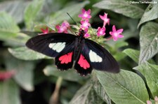 Rotes Herz (Parides iphidamas) im Garten der Schmetterlinge im Schlosspark von Sayn