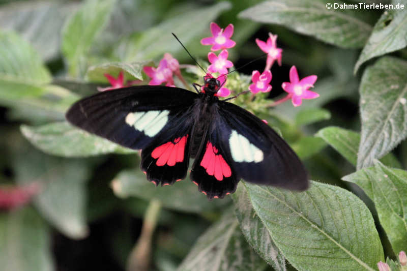 Parides iphidamas