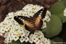 Blauer Segler (Parthenos sylvia) im Garten der Schmetterlinge im Schlosspark von Sayn