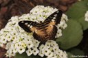 Parthenos sylvia