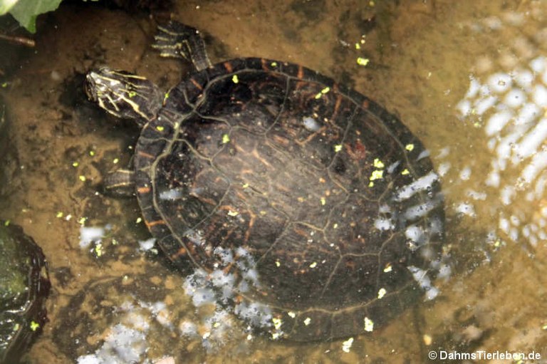 Pseudemys concinna