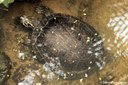 Pseudemys concinna