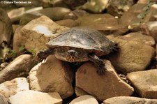 Florida-Rotbauch-Schmuckschildkröte (Pseudemys nelsoni) im Garten der Schmetterlinge, Sayn