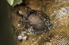 Florida-Rotbauch-Schmuckschildkröte (Pseudemys nelsoni) im Garten der Schmetterlinge, Sayn