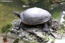 Florida-Rotbauch-Schmuckschildkröte (Pseudemys nelsoni) im Garten der Schmetterlinge im Schlosspark von Sayn