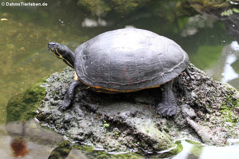 Florida-Rotbauch-Schmuckschildkröte (Pseudemys nelsoni)