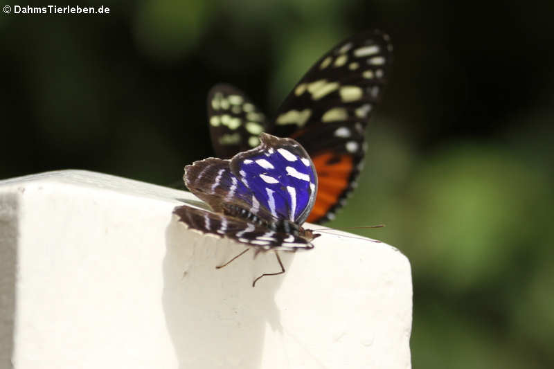 Myscelia cyaniris