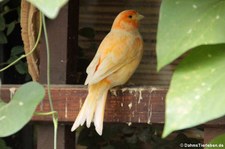 Kanarienvogel (Serinus canaria f. domestica) im Garten der Schmetterlinge im Schlosspark von Sayn