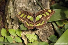 Malachitfalter (Siproeta stelenes) im Garten der Schmetterlinge, Sayn