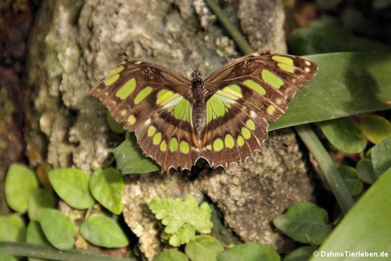 Malachitfalter (Siproeta stelenes)