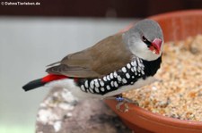 Diamantfink (Stagonopleura guttata) im Garten der Schmetterlinge, Sayn