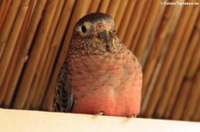 Bourkesittich (Neopsephotus bourkii) im Garten der Schmetterlinge im Schlosspark von Sayn