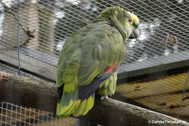 Blaustirnamazone
(Amazona aestiva) Amazona aestiva
