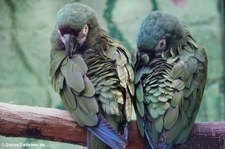 Rotbugaras (Ara severus) im Solinger Vogel- und Tierpark