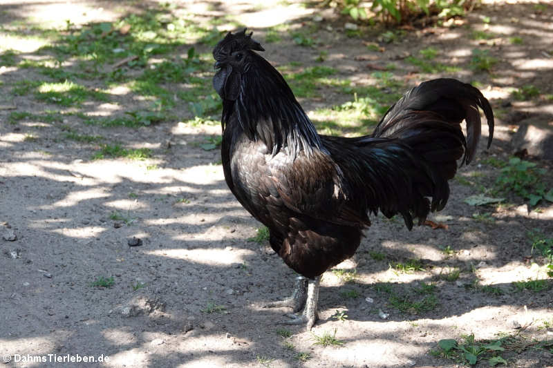 Cemani (Gallus gallus f. domestica)