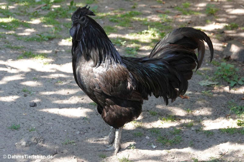 Cemani
(Gallus gallus f. domestica) Cemani