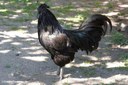 Cemani