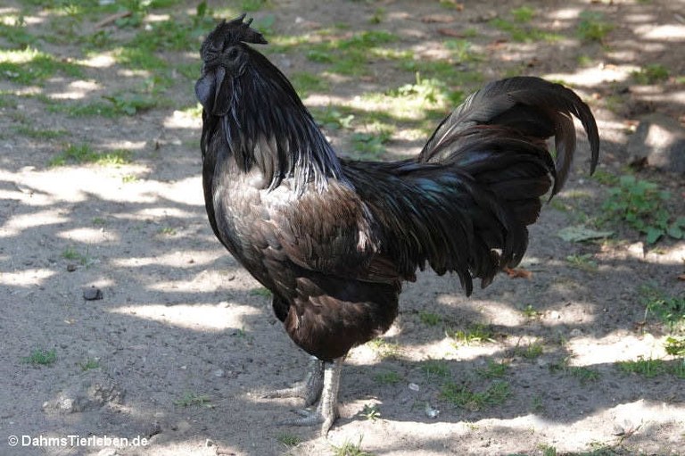 Cemani