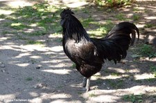 Cemani (Gallus gallus f. domestica) im Solinger Vogel- und Tierpark