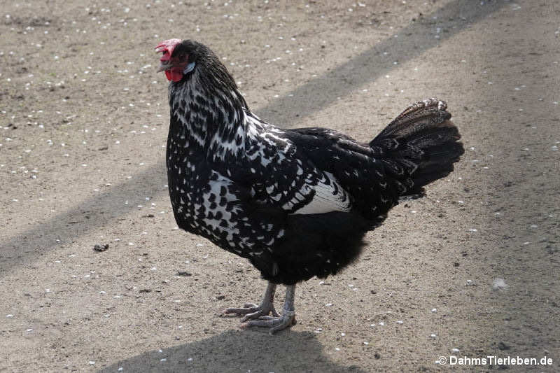 Bergischer Schlotterkamm
(Gallus gallus f. domestica) Bergischer Schlotterkamm