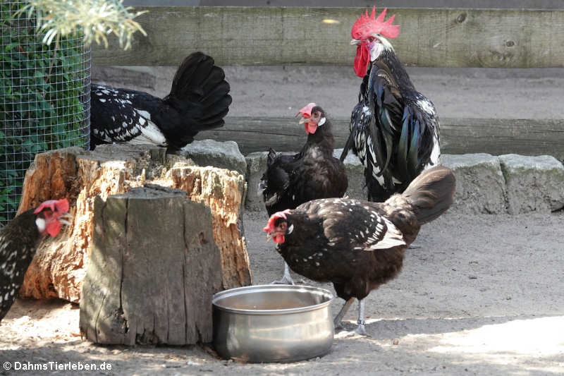 Bergische Schlotterkämme (Gallus gallus f. domestica)