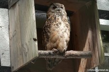 Turkmenischer Uhu (Bubo bubo omissus) im Vogel- und Tierpark Solingen