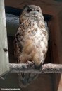 Bubo bubo omissus