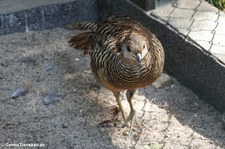 Weiblicher Goldfasan (Chrysolophus pictus) im Solinger Vogel- und Tierpark