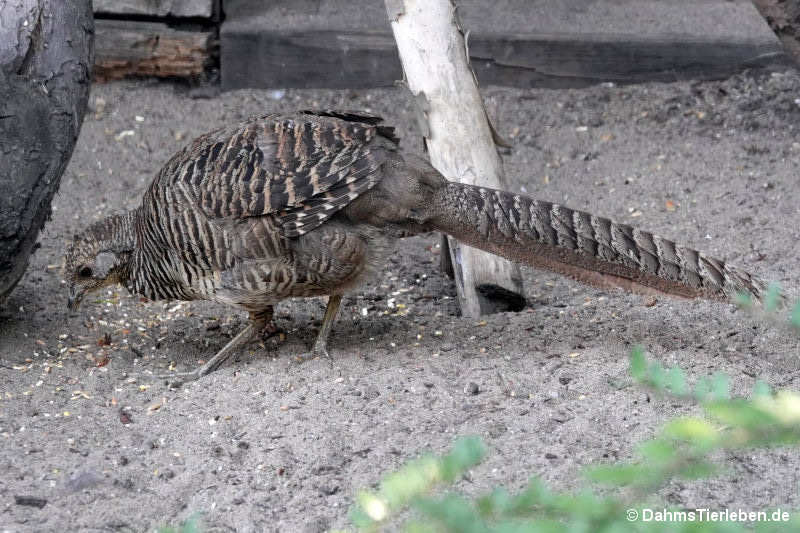 Weiblicher Goldfasan
(Chrysolophus pictus) Weiblicher Goldfasan