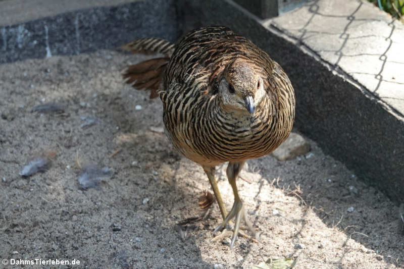 Weiblicher Goldfasan (Chrysolophus pictus)