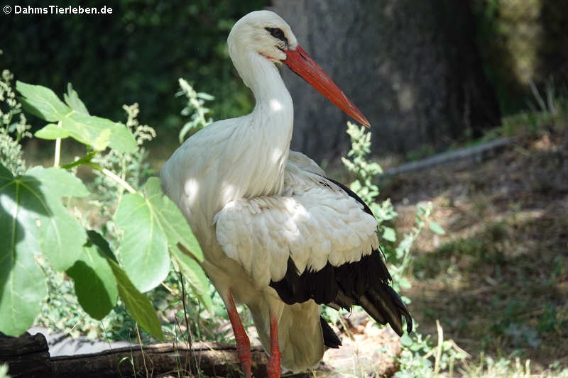 Weißstorch (Ciconia ciconia)