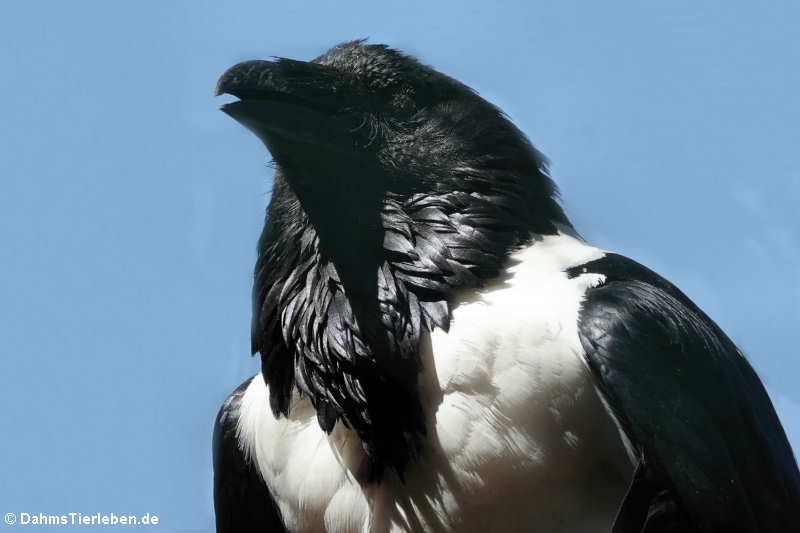 Schildrabe (Corvus albus)