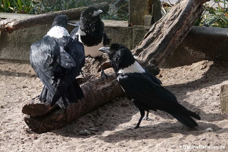 Schildraben
(Corvus albus) Schildrabe