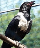 Schildrabe (Corvus albus) im Solinger Vogel- und Tierpark