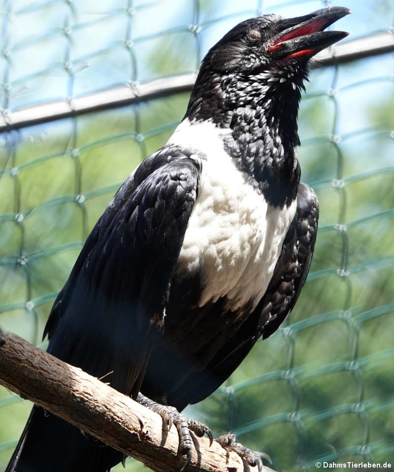 Corvus albus