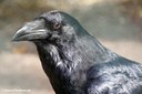 Corvus corax
