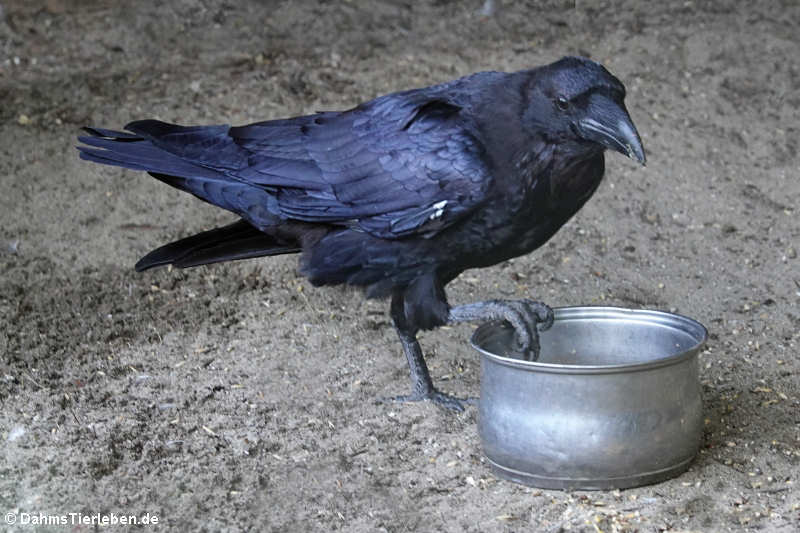 Kolkrabe (Corvus corax)