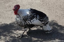 Cröllwitzer Pute im im Vogel- und Tierpark Solingen